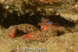 Squat lobster.St.Abbs marine reserve Scotland.D200 60mm m... by John Naylor 